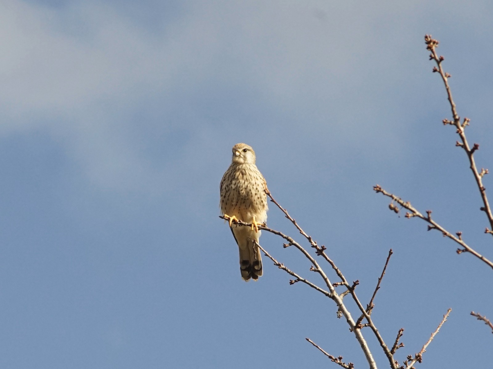 Turmfalke auf dünnen Ast 1 Turmfalke auf dünnen Ast 1