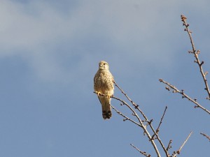Turmfalke auf dünnen Ast 1 Turmfalke auf dünnen Ast 1