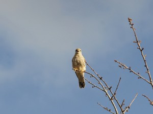 Turmfalke auf dünnen Ast 2 Turmfalke auf dünnen Ast 2