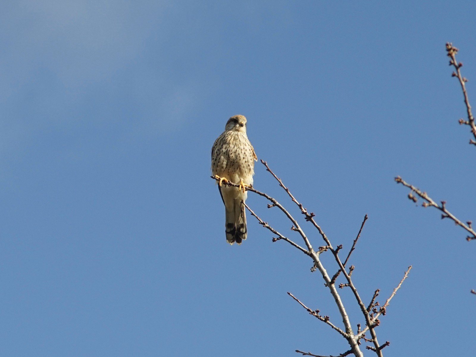 Turmfalke auf dünnen Ast 3 Turmfalke auf dünnen Ast 3