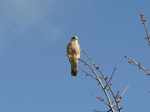 Turmfalke auf dünnen Ast 3 Turmfalke auf dünnen Ast 3