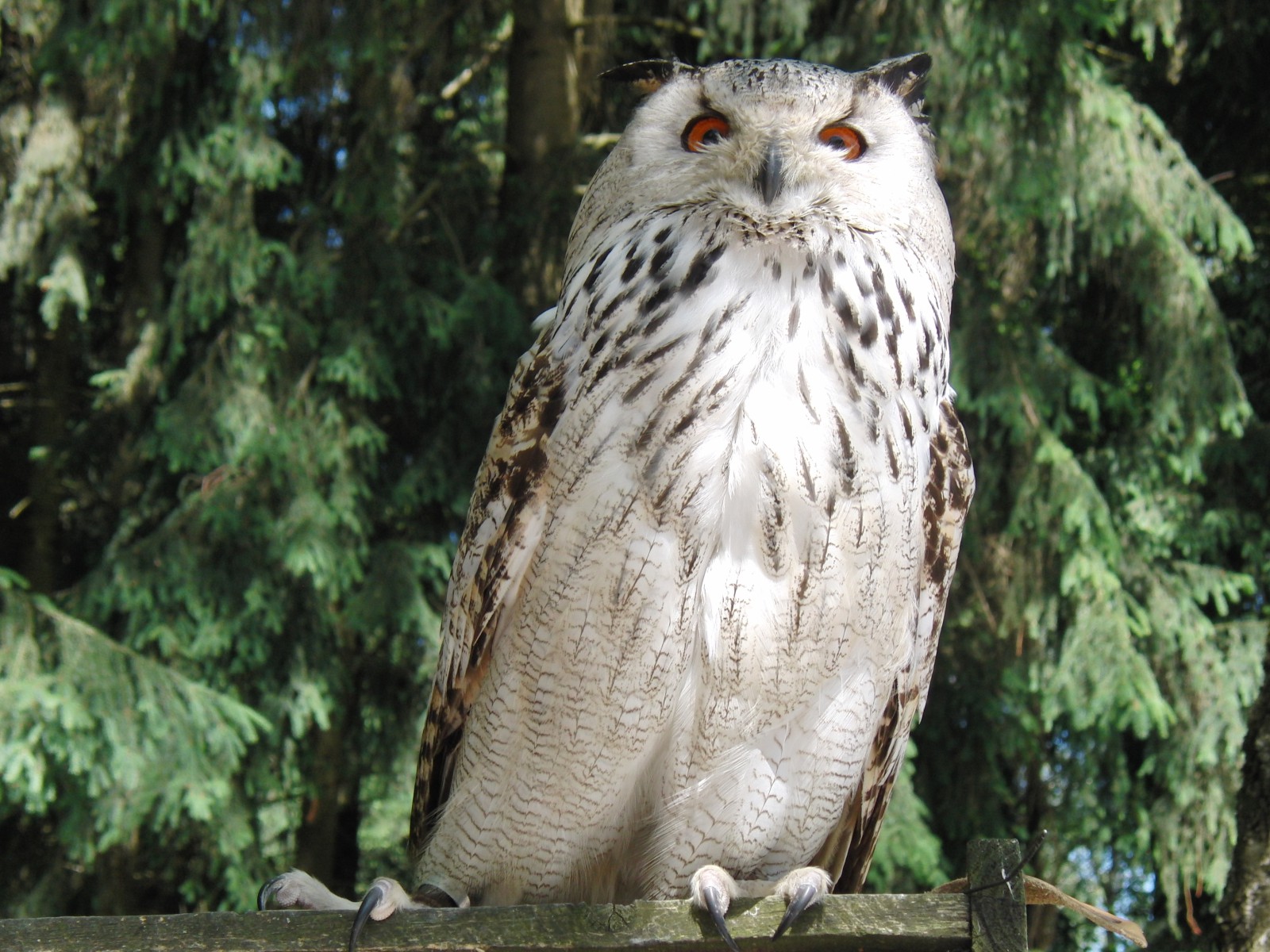 Uhu im Wildpark Uhu im Wildpark