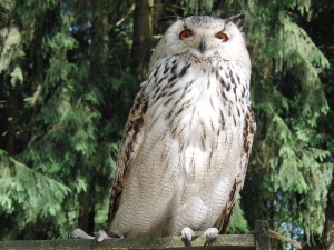 Uhu im Wildpark Uhu im Wildpark