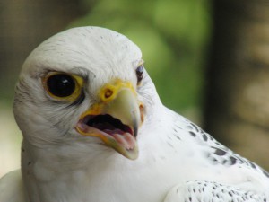 Weißer Falke Helios aus Poing Weißer Falke Helios aus Poing
