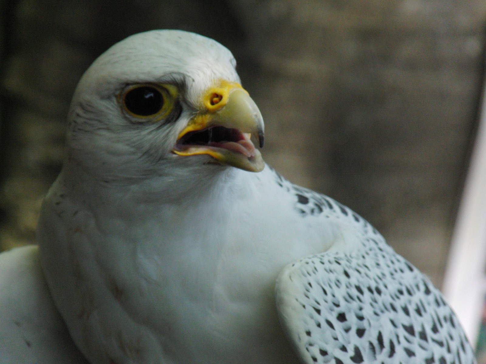 Weißer Falke Helios Weißer Falke Helios