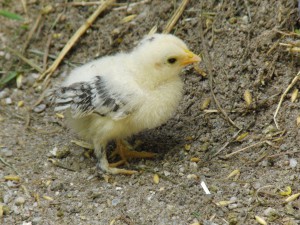 Hühnerkücken-mit schwarzweisen-Flügeln 1 Hühnerkücken-mit schwarzweisen-Flügeln 1