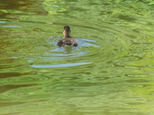 Küken in See von hinten Küken in See von hinten