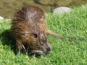 Nutria am Fluss 1 Nutria am Fluss 1