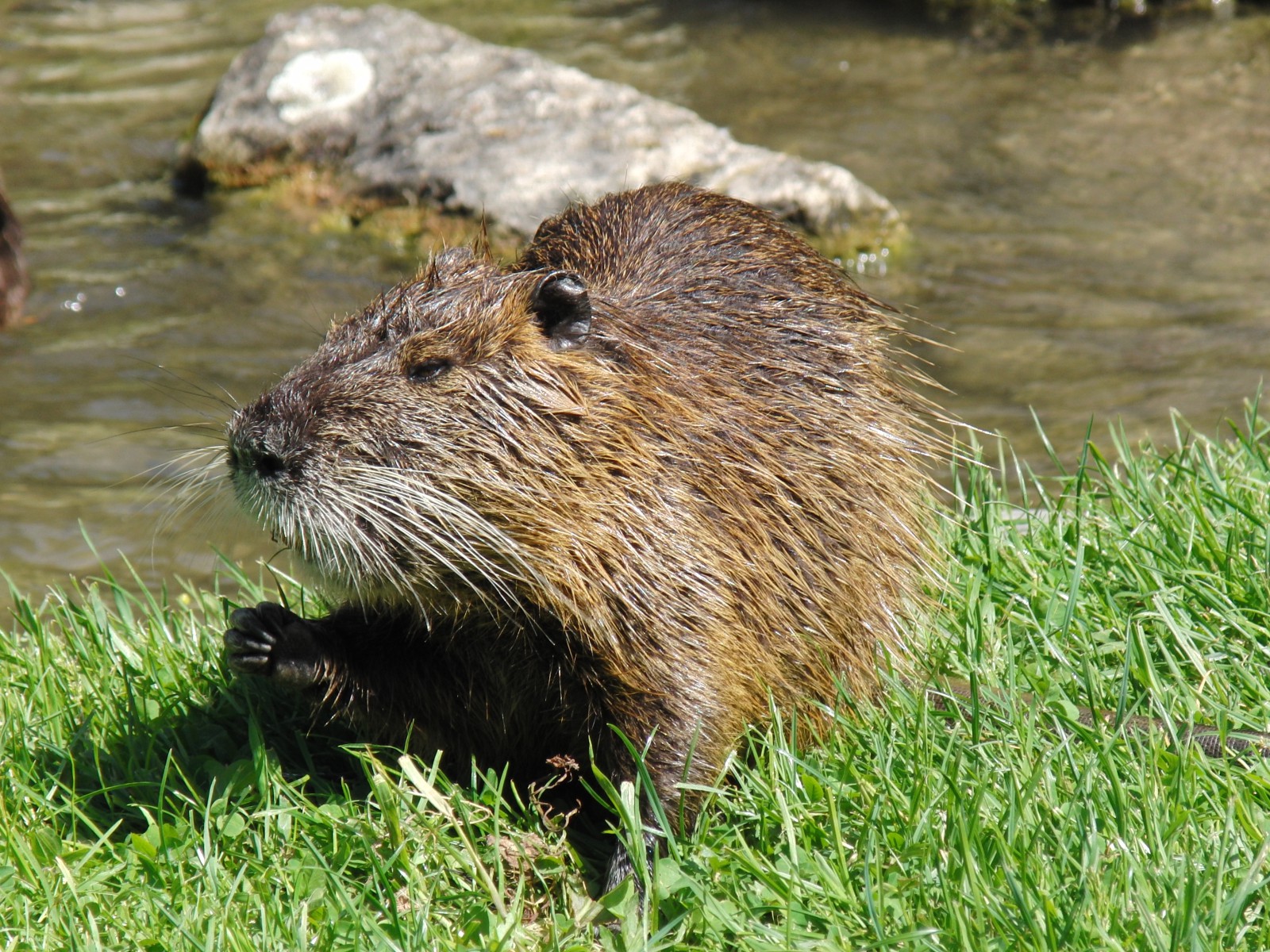 Nutria am Fluss 2 Nutria am Fluss 2