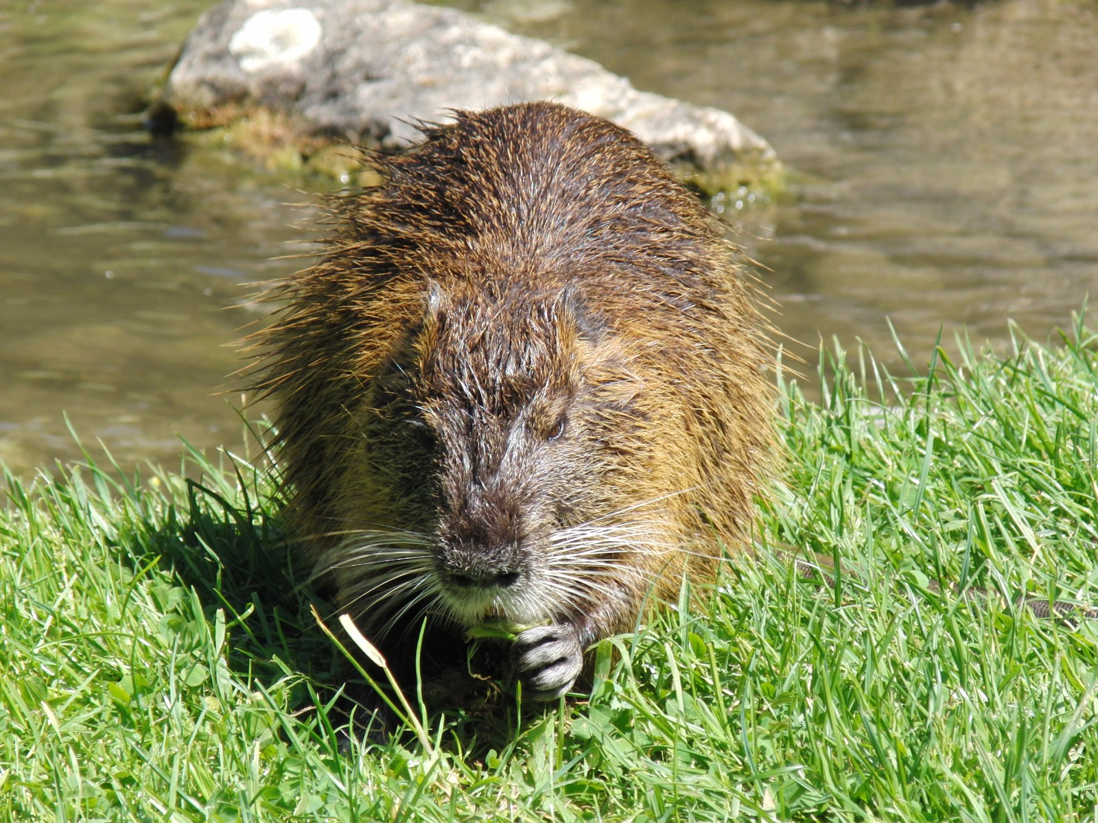 Nutria am Fluss 3 Nutria am Fluss 3