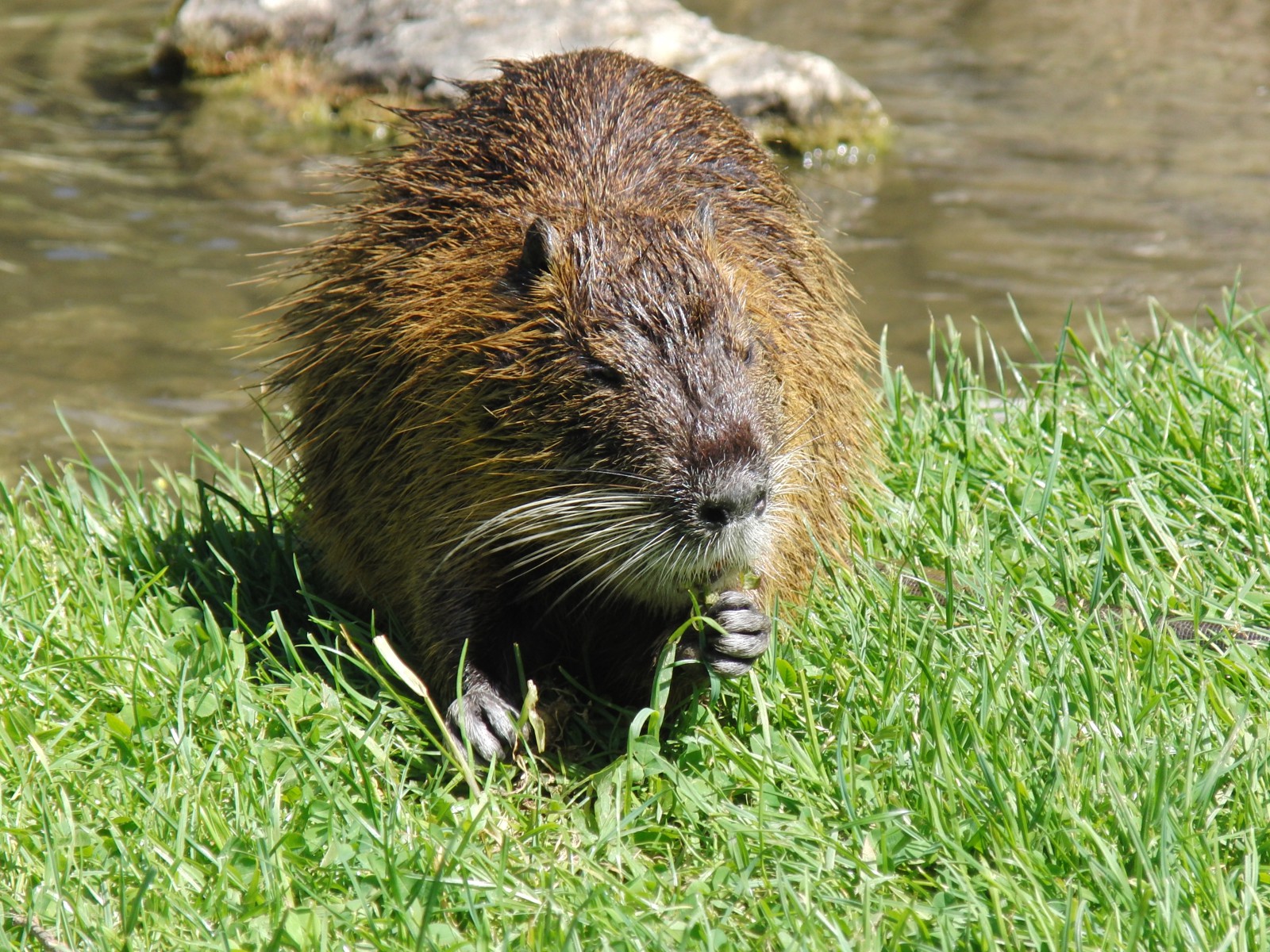 Nutria am Fluss 4 Nutria am Fluss 4