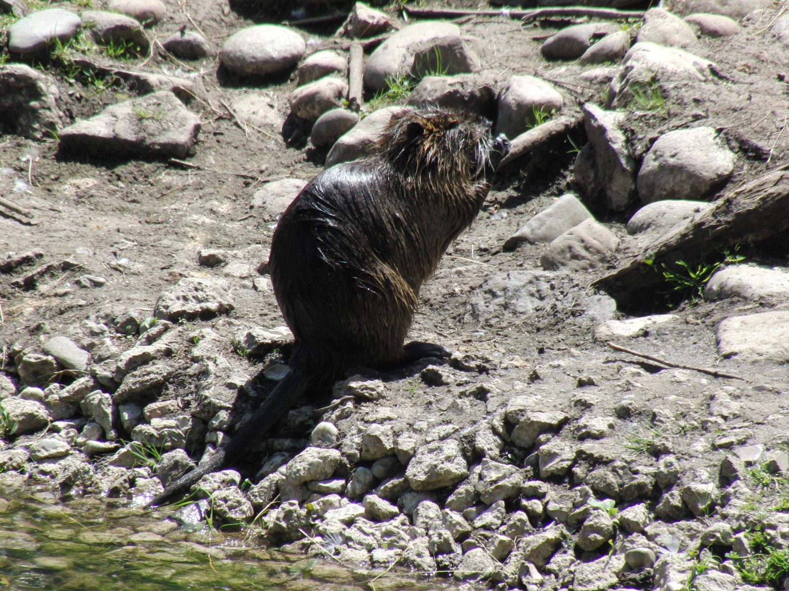 Nutria am Ufer Nutria am Ufer