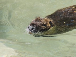 Nutria im Wasser Nutria im Wasser