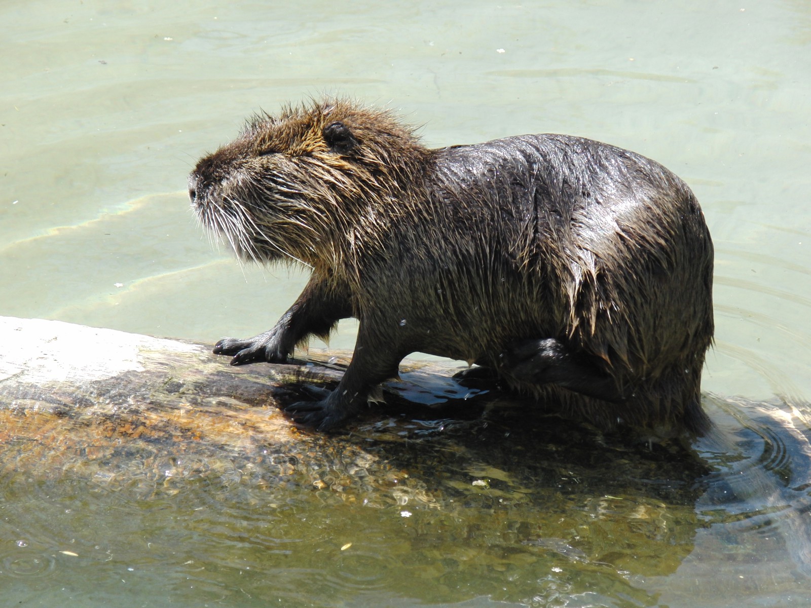 Nutria im Wasser auf Holz 1 Nutria im Wasser auf Holz 1