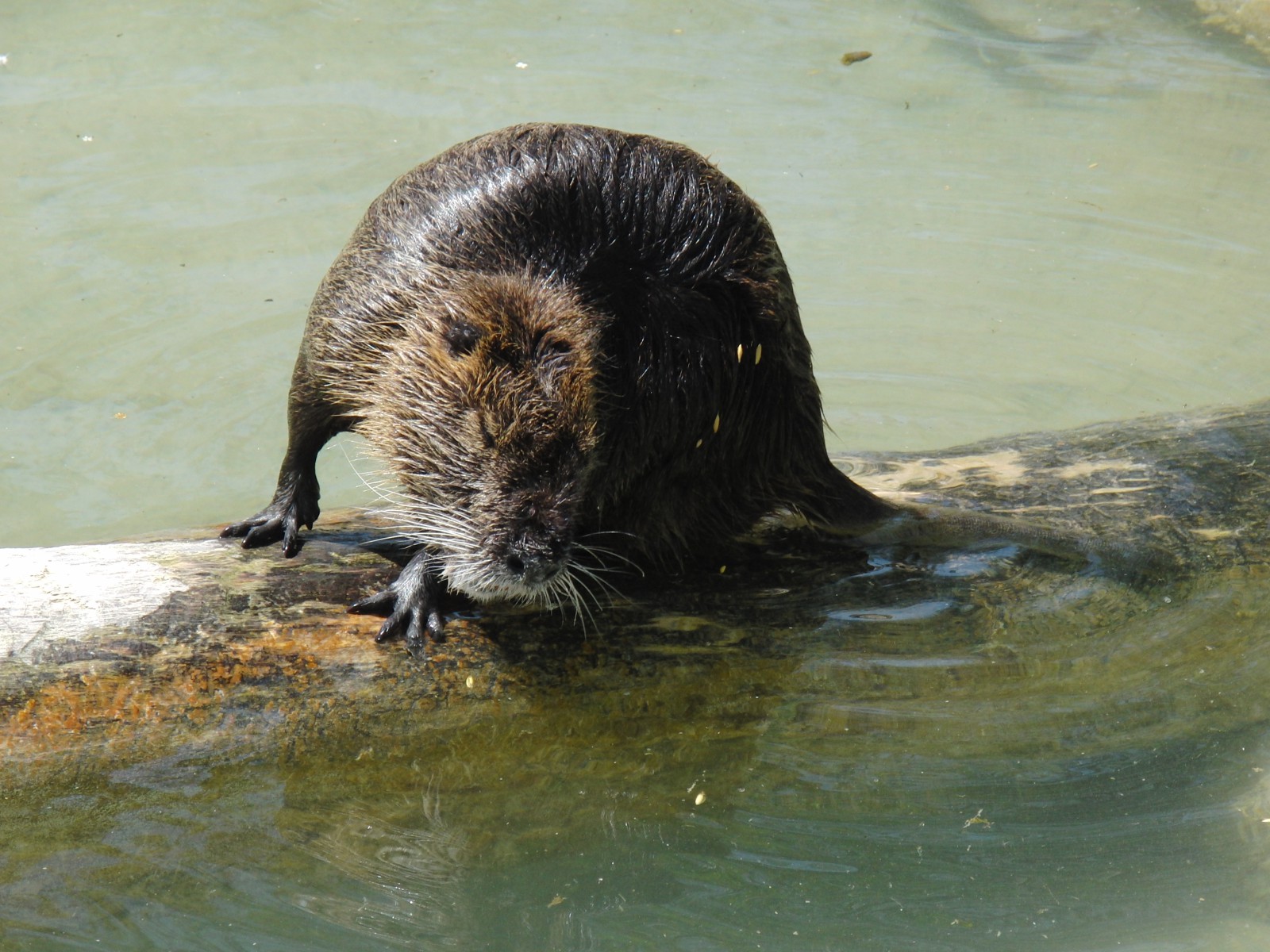 Nutria im Wasser auf Holz Nutria im Wasser auf Holz