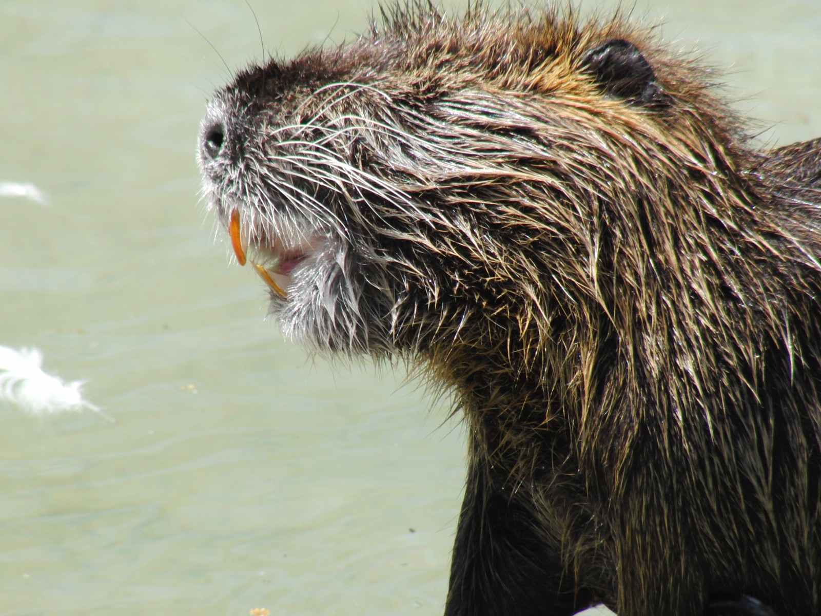 Nutria Portrait 1 Nutria Portrait 1