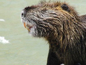 Nutria Portrait 1 Nutria Portrait 1