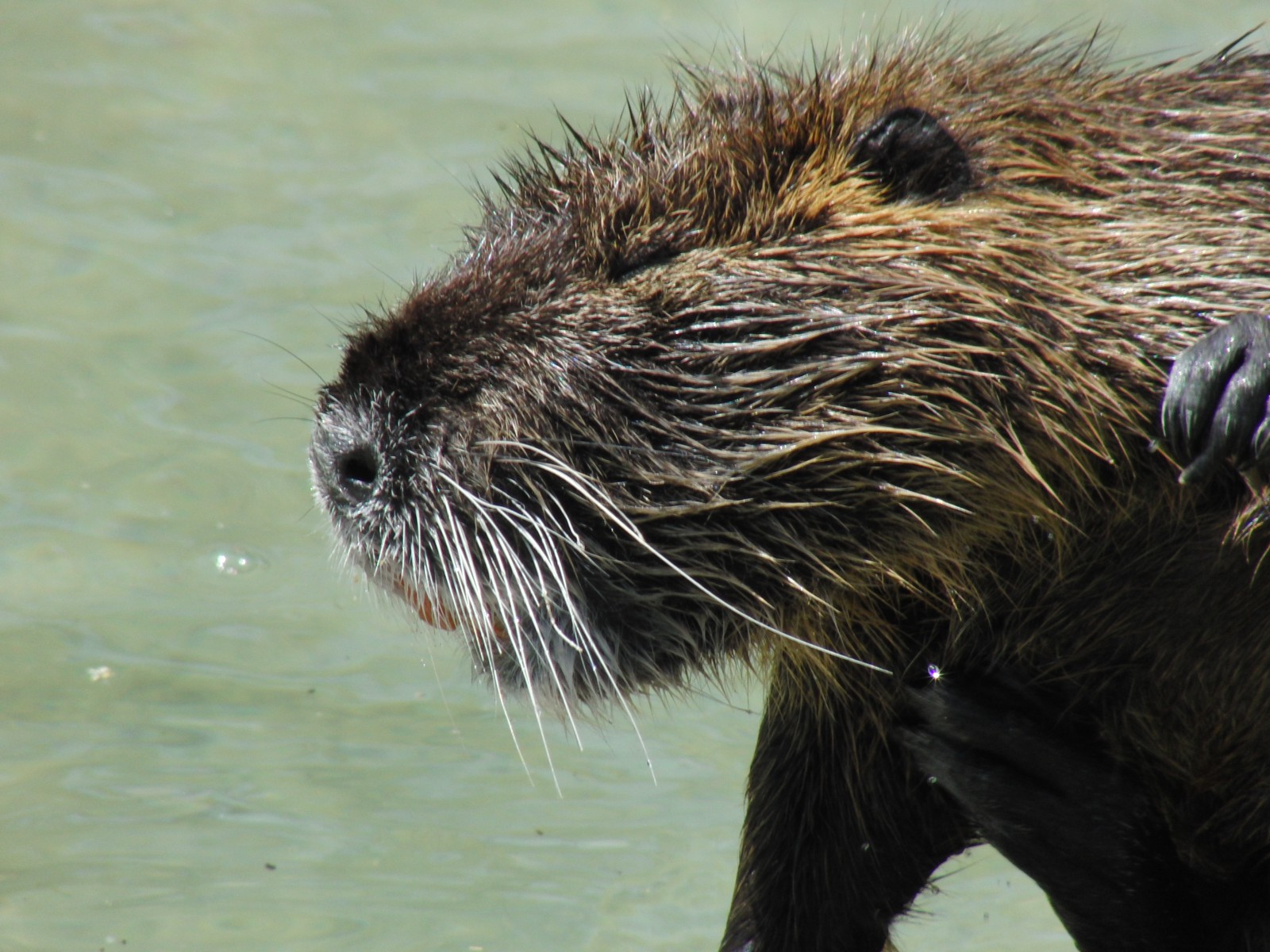 Nutria Portrait 2 Nutria Portrait 2