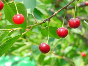 Kirschen am Zweig