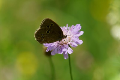  Weitere Schmetterlinge