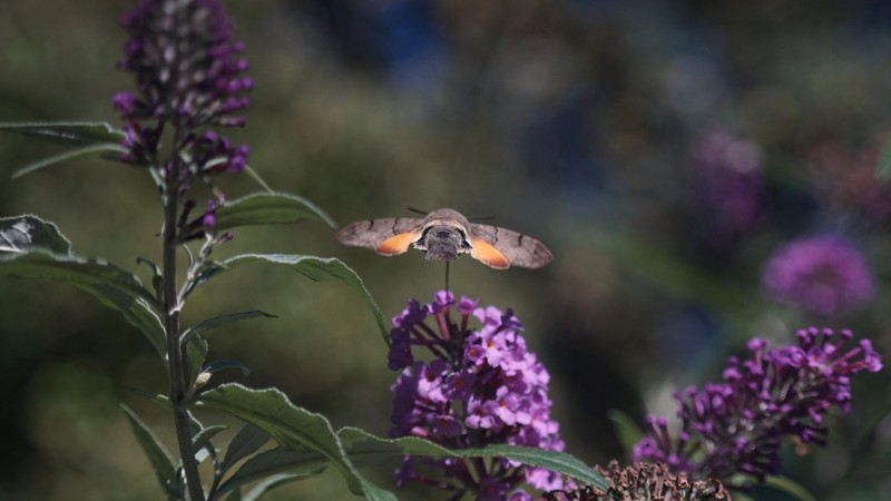 Taubenschwänzchen nascht am Sommerflieder