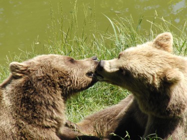  Weitere Tierbilder