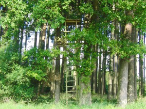 Jägersitz im Laubbaum Jägersitz im Laubbaum