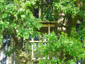 Jägersitz im Sommer Jägersitz im Sommer