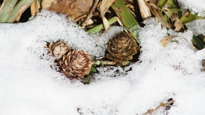  Weitere Waldbilder