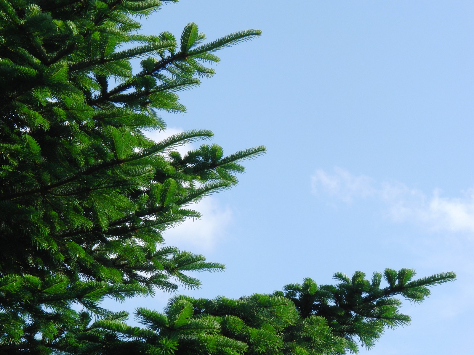 Tannenzweige vor blauen Himmel Tannenzweige vor blauen Himmel