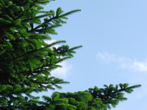 Tannenzweige vor blauen Himmel Tannenzweige vor blauen Himmel