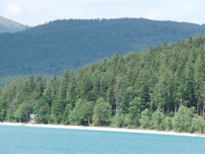 Wald am Königssee Wald am Königssee