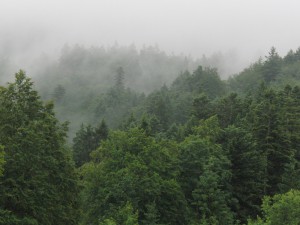 Wolkendunst über den Baumwipfeln 1 Wolkendunst über den Baumwipfeln 1