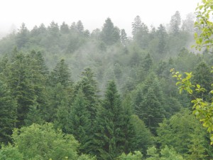 Wolkendunst über den Baumwipfeln 2 Wolkendunst über den Baumwipfeln 2