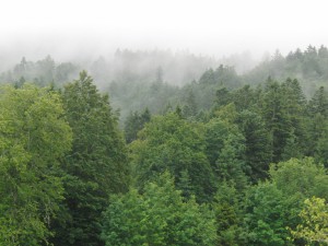 Wolkendunst über den Baumwipfeln 3 Wolkendunst über den Baumwipfeln 3