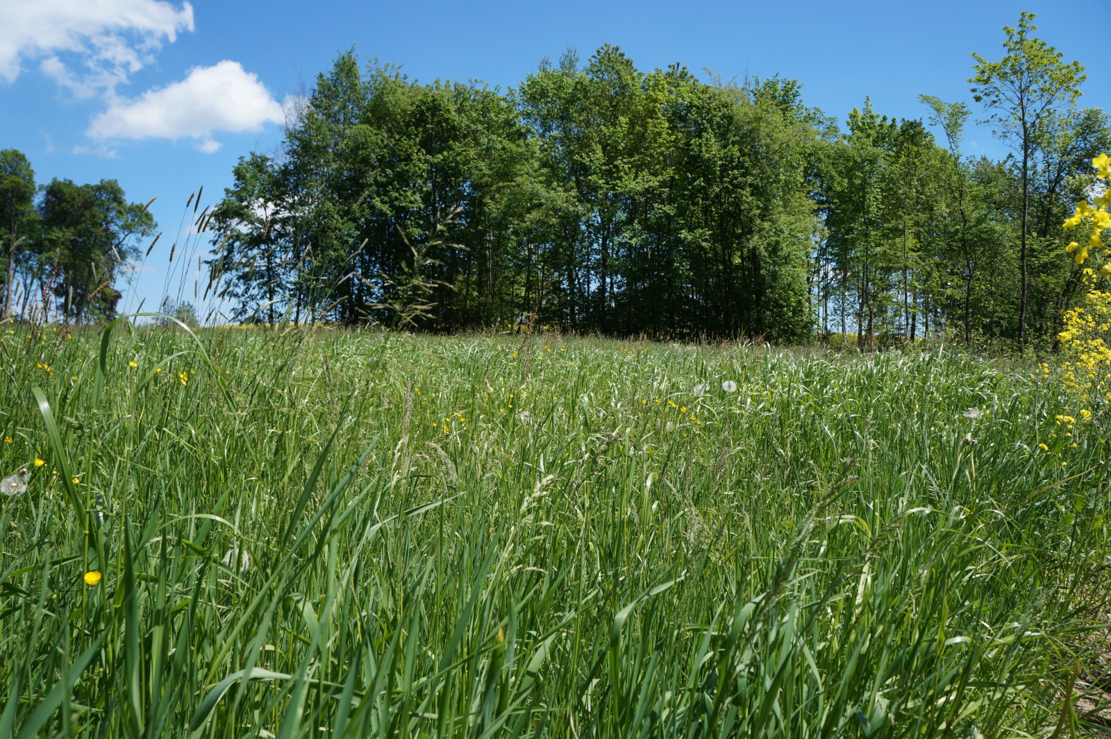 Schöne Frühlingswiese im Mai  Schöne Frühlingswiese im Mai