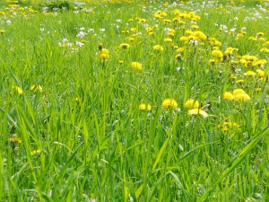Löhwenzahn in der Wiese
