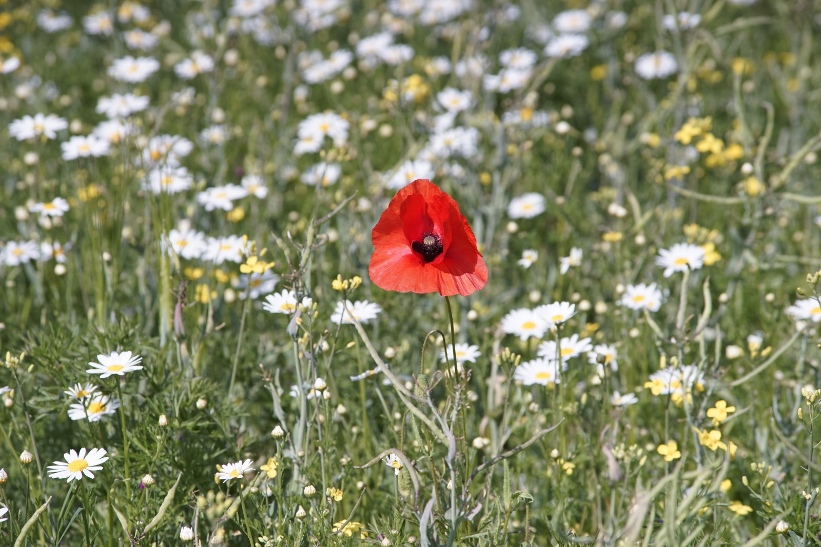 Roter Klecks in der Wiese Roter Klecks in der Wiese