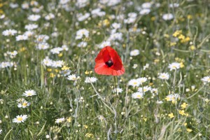 Roter Klecks in der Wiese