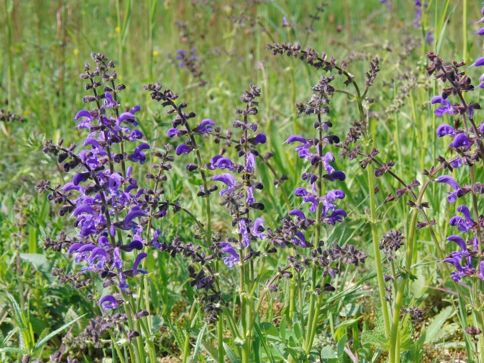 Sommerwiese mit Wiesensalbei Sommerwiese mit Wiesensalbei