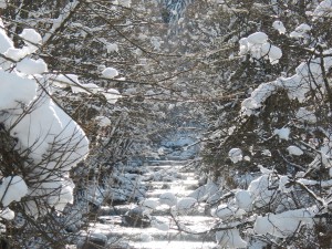 Bach im Winter 5 Bach im Winter 5