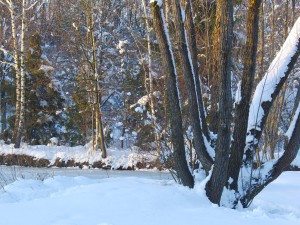 Baumstämme in Schneelandschaft Baumstämme in Schneelandschaft