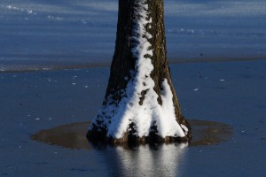 Baumstamm im winterlichen See Baumstamm im winterlichen See