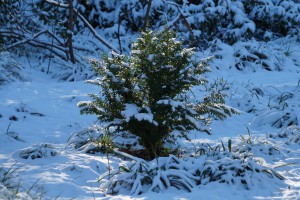 Grüner Busch im Schnee Grüner Busch im Schnee