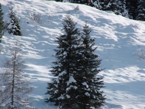 Kleine Tannen im Winter Kleine Tannen im Winter