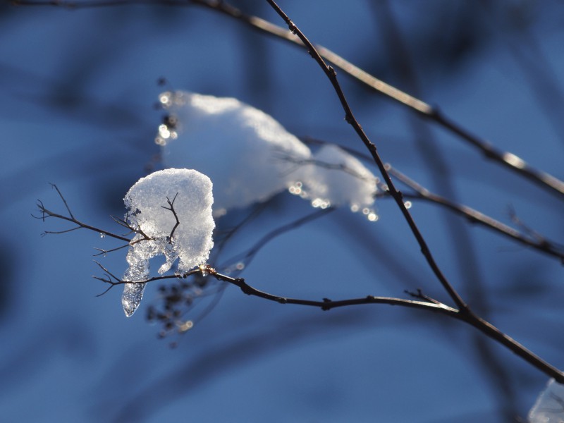Kleiner Eiszapfen auf Zweig