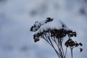 Samen im Winterschlaf Samen im Winterschlaf