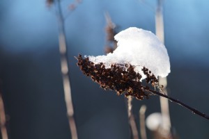 Samenkapseln unter Schneehäubchen Samenkapseln unter Schneehäubchen