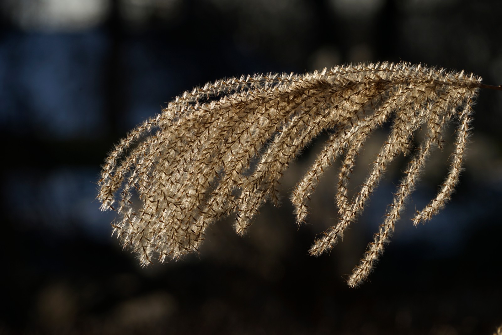 Schilfgras in der Wintersonne