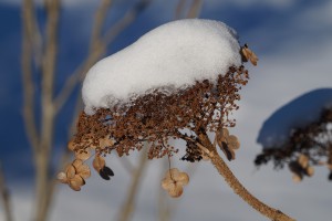 Schneekappe Schneekappe